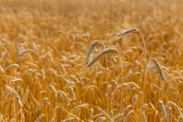 Ears of ripe yellow wheat. — Stock Photo, Image