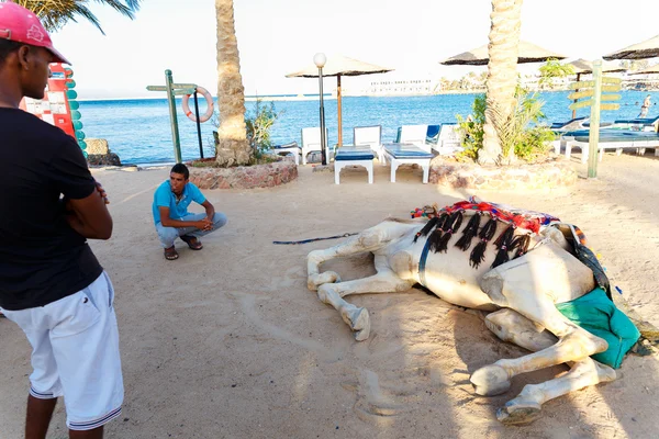 Egyptian man looking at dead tourist camel — Stock Photo, Image