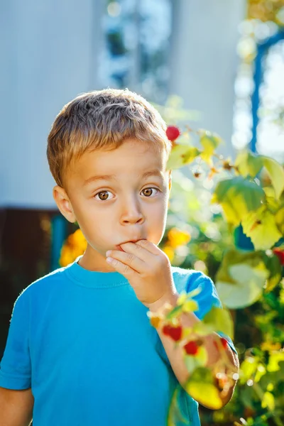 Adorável menino pequeno come framboesas — Fotografia de Stock