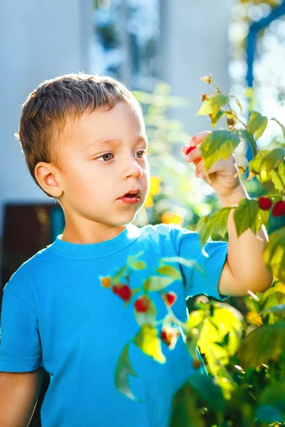 Adorable small boy eats raspberries — Stock Photo, Image