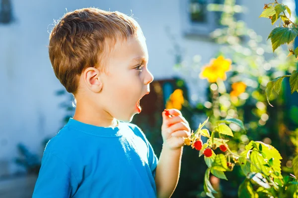 Adorável menino pequeno come framboesas — Fotografia de Stock