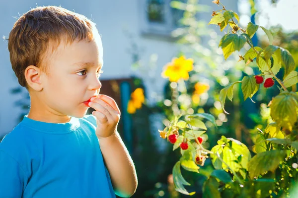 Adorable small boy eats raspberries — Stock Photo, Image