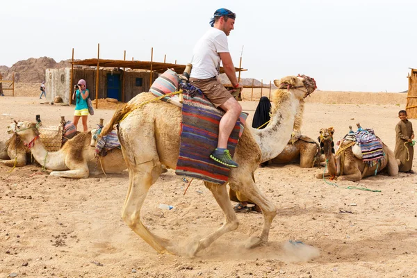 Arabische jongen rolt toeristen op een kameel. — Stockfoto