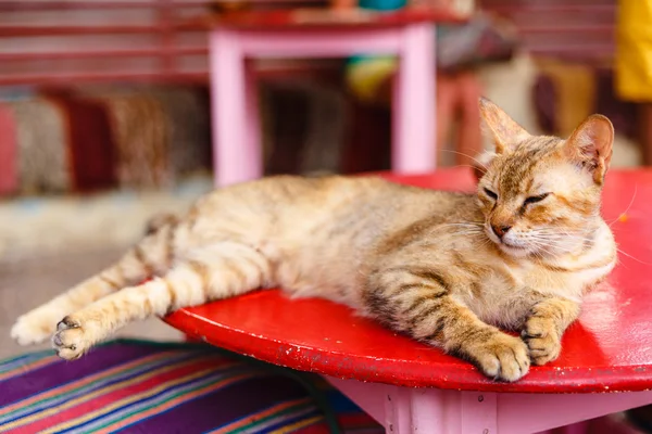 Redhead kedi uyku — Stok fotoğraf