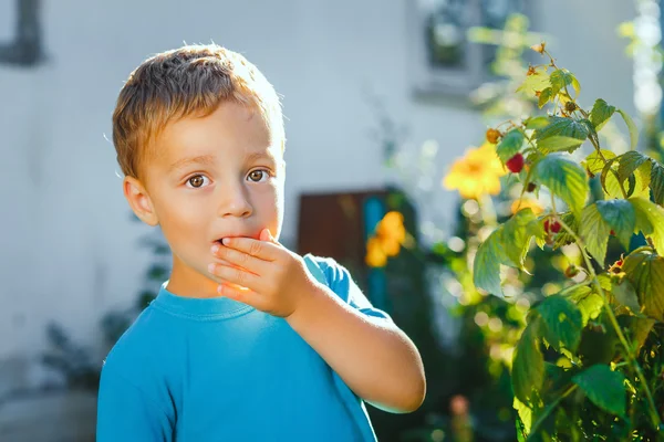 Adorável menino pequeno come framboesas — Fotografia de Stock