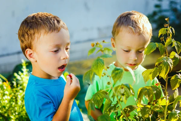 Entzückende kleine Zwillingsjungen essen Himbeeren — Stockfoto