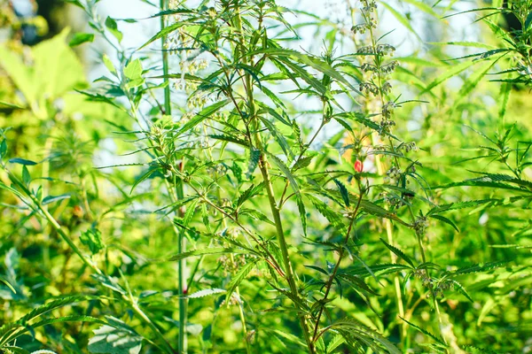 Marihuana silvestre — Foto de Stock