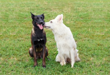 Köpek hassasiyet çimenlerin üzerinde.