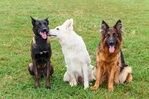 Chiens assis sur la pelouse — Photo