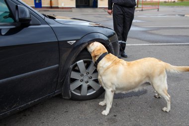 Labrador retriever gümrük köpek