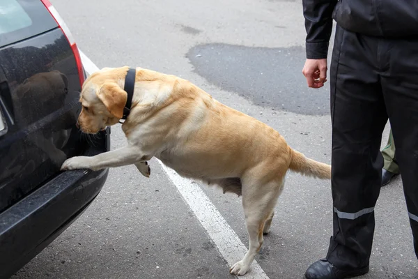 Labrador retriever Customs dog — Stock Photo, Image