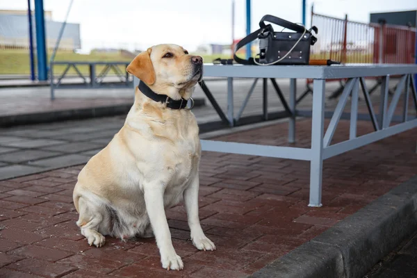 Gümrük köpek — Stok fotoğraf