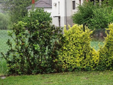 Bahçenin çitleri boyunca iki bitki, çitler büyür.