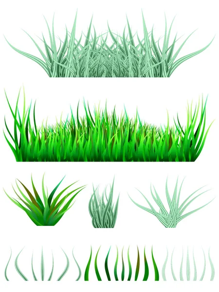 Försiktigt Grönt Gräs Med Randiga Blad Gräs Med Mörkare Blad — Stock vektor
