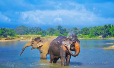 Sevimli Asya filler sandığı sudan Chitwan N.P. Nepal'de üfleme