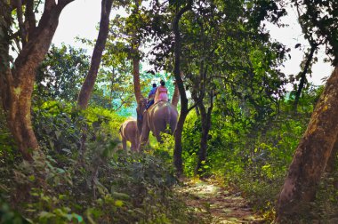 Chitwan Milli Parkı fil, fil safari'nın bahçesinde yürüyüş turu.