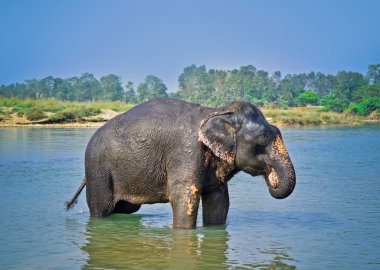 Cute Asian elephant blowing water out of his trunk in Chitwan N.P. Nepal clipart