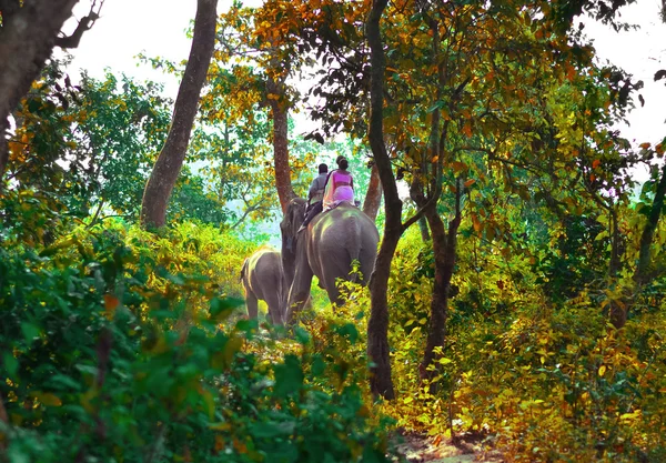 Elefanti che camminano sul prato al tour safari Elephant Chitwan National Park — Foto Stock