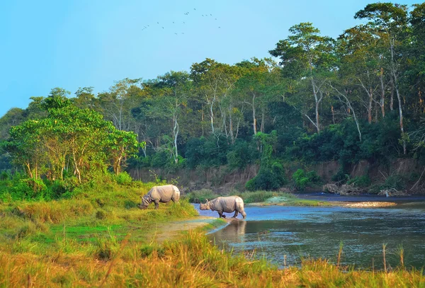 Paisaje salvaje con rinocerontes asiáticos en CHITWAN, Nepal — Foto de Stock