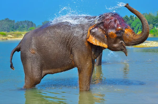 Carino elefante asiatico che soffia acqua dal suo tronco a Chitwan N.P. Nepal — Foto Stock