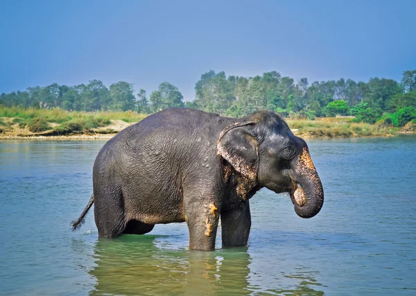 Cute Asian elephant blowing water out of his trunk in Chitwan N.P. Nepal — Stock Photo, Image