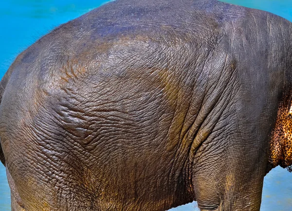 Texture dell'uso della pelle di elefante per lo sfondo — Foto Stock