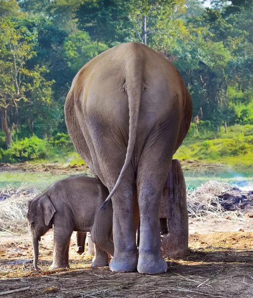 Giovane elefante accanto alla madre elefante nella foresta — Foto Stock