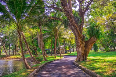 Güzel sabah ışık Lumpini Park, yeşil çim sahası, road, Bangkok Tayland ile
