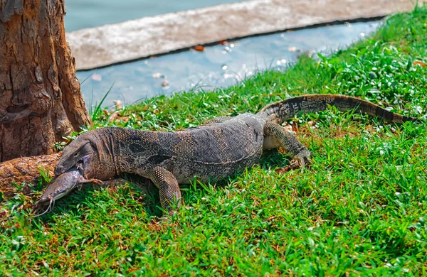 Waranechse frisst Wels im Lumphini Park in Bangkok, Thailand — Stockfoto