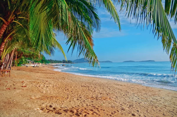 Panoráma a trópusi tengerpart kókusz pálmafák találhatók. Koh Samui, Thaiföld — Stock Fotó