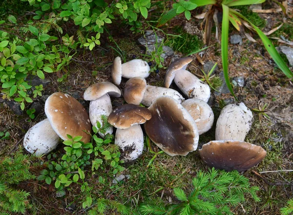 Setas blancas en la hierba en el bosque —  Fotos de Stock