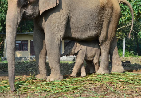 Giovane elefante accanto alla madre elefante nella foresta — Foto Stock