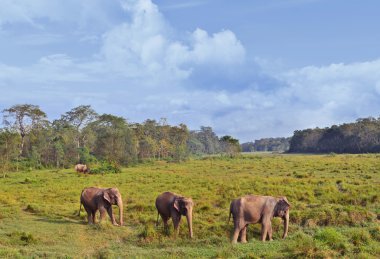 Asya Filler ile tabiat manzarası