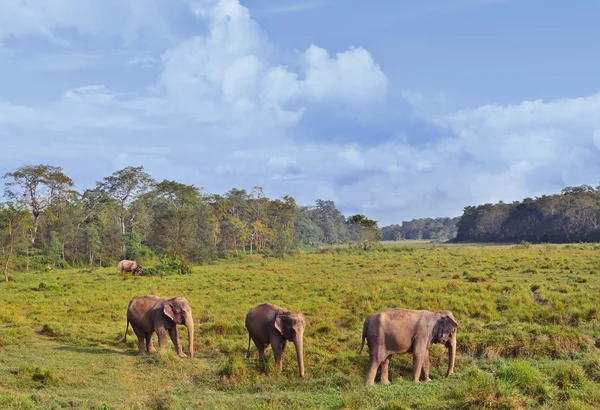 Paesaggio selvaggio con elefanti asiatici — Foto Stock