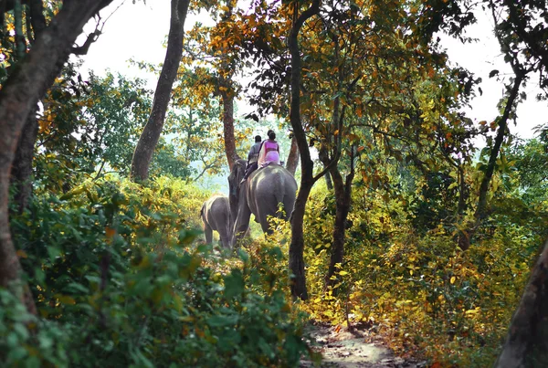 Elephants walking on the lawn at Elephant safari tour Chitwan Na — Stock Photo, Image