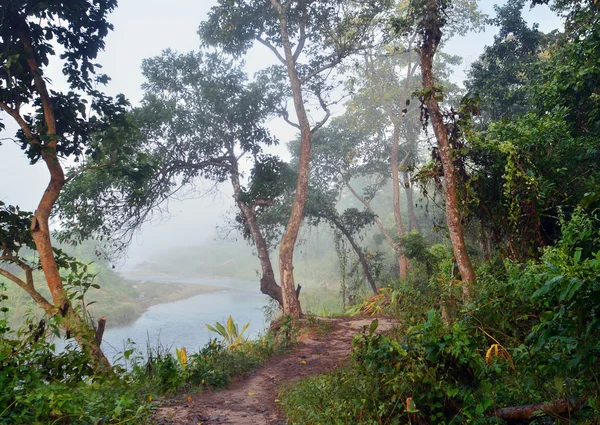 Hutan di Taman Nasional Kerajaan Chitwan, Nepal . — Stok Foto