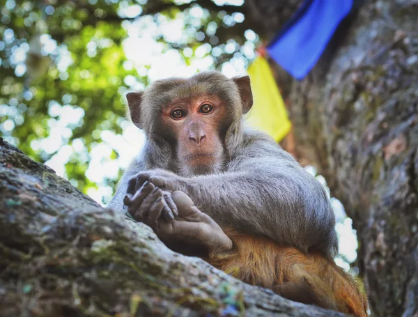 Sitzender Affe auf dem Baum, in kathmandu, nepal — Stockfoto