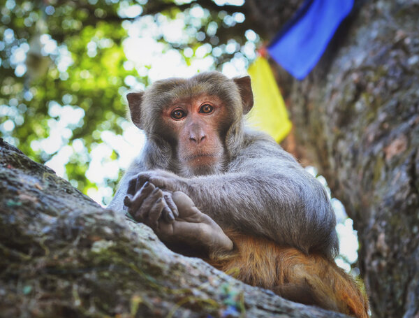 Сидящая обезьяна на дереве, в Катманду, Непал

