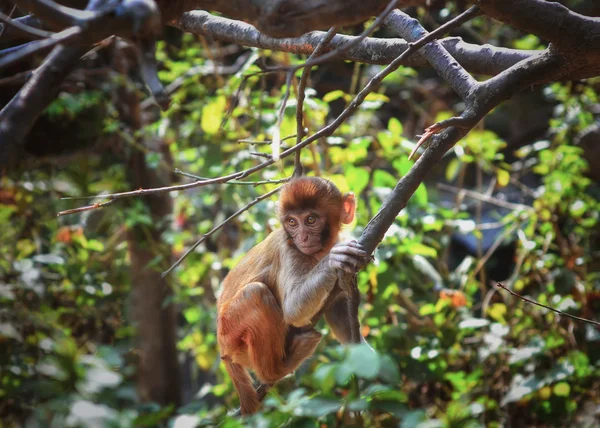 Sitzender Affe auf dem Baum, in kathmandu, nepal — Stockfoto