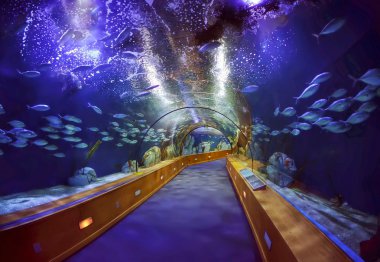 Valencia, İspanya L'Oceanografic akvaryumda cam tünelde