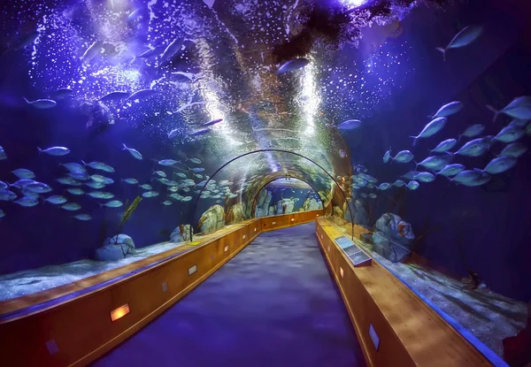 Szklany tunel w L'Oceanografic akwarium w Valencia, Hiszpania — Zdjęcie stockowe