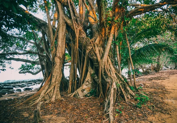 Pohon tropis di pulau Koh Rong Samloem, Kamboja — Stok Foto