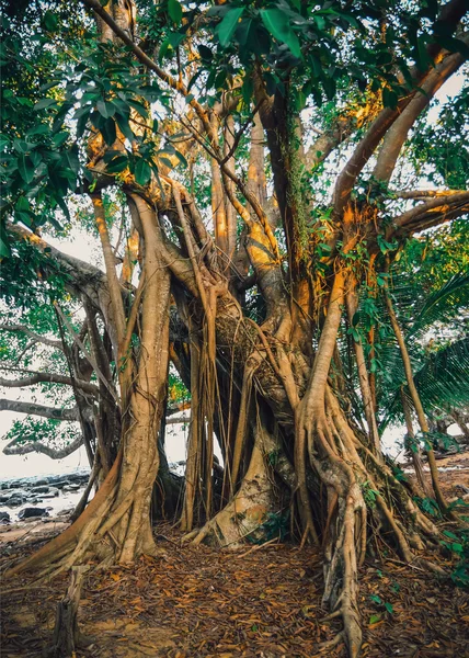 Árvore tropical na ilha Koh Rong Samloem, Camboja — Fotografia de Stock