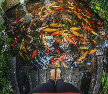 Birçok altın balık nehir, Koh Samui, Tayland 