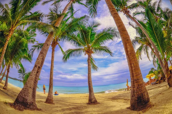 Panoramautsikt över tropisk strand med kokos palmer. Koh Samui, Thailand — Stockfoto