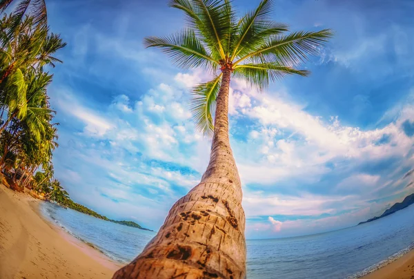 Panoramic view of tropical beach with coconut palm trees. Koh Samui, Thailand — Stock Photo, Image
