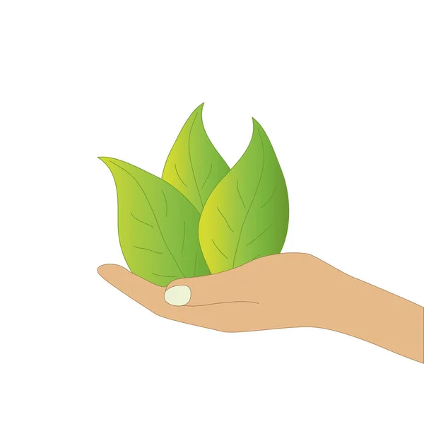 Hand Mit Saftigen Grünen Blättern Vektor — Stockvektor