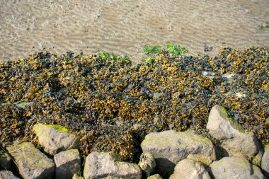 Kuzey Denizi 'ndeki kıyı koruma bariyerinde alçak gelgitte algler karaya vurdu..