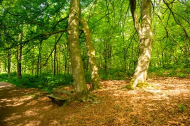 Ormandaki güneşli bir düzlükte yapayalnız ahşap bir bank.