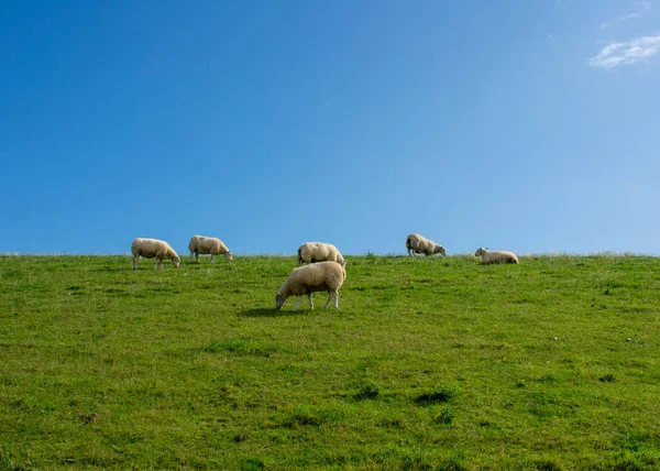 Koyun, mavi gökyüzünün altındaki Fedderwardersiel barajında yemyeşil bir çayırda otlar ve tembellik eder. Kopyalama alanı ile.